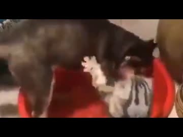 ホモと見る猫ママに叱られるイヌさん