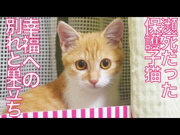 九死に一生の保護子猫、幸福へと巣立つ