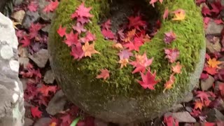 京都の庭園の紅葉＠厭離庵臨時開園 20241209  iPhoneSE2 楽天回線またはau回線