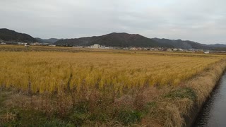最近日常的に生まれ始めた何らかの違和感、不一致感の虚構を手放せない幻覚、幻術が解ける遠隔法術ヒーリング