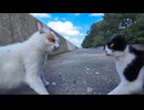 海沿いの道にいた野良猫を撫でると後から別の猫もやって来た。そして何故か大喧嘩に #猫