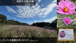 しげっち交通観光局#0137 トリシティ155で行く「慈眼寺公園(花壇)@鹿児島県鹿児島市」/2024.11.21