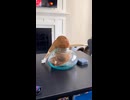 ホモと見る猫は液体なのか？