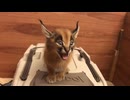 ホモと見るカラカルの子猫はレーザービームのような音を出します