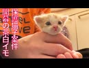 保護子猫案件、茶白イモで幕をあける