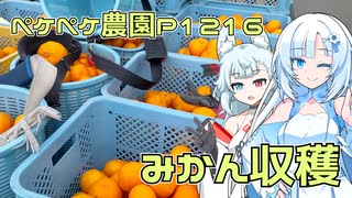 2024年12月21日　農作業日誌P1216　みかん屋さんへの出稼ぎでみかんを収穫したよ
