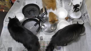 今週のおやつ（本隊）【蒼民家の猫々】