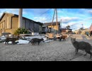 夕方の防波堤、猫たちがなんかそわそわしてると思ったら晩御飯の時間だった #猫 #猫島