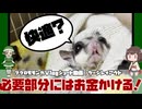 【 #フクロモモンガ 】安価なフクロモモンガケージレイアウト！多頭飼いですが、これでも立派にやってます！【 #おつモモンガ 】【 #shorts 】