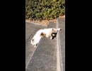 ホモと見る最高に怠惰なネコ