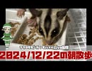 【 #おはモモンガ 】【 #朝活  】 #フクロモモンガ の朝散歩をライブ配信！2024/12/22 【 #アーカイブ 】