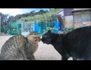 港に集まってくる猫たち、何故か黒猫がケンカを始める #猫 #猫島 #黒猫