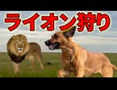 ライオンを狩る犬種「ローデシアン・リッジバック」とは！？【解説動画】