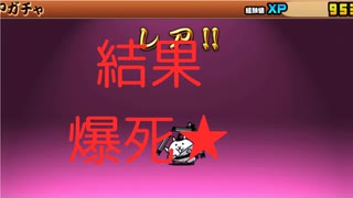 にゃんこ昇段試験２四段