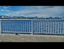 ひよりの朝 / 知声・結月ゆかり麗