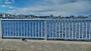 ひよりの朝 / 知声・結月ゆかり麗