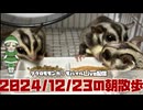 【 #おはモモンガ 】【 #朝活  】 #フクロモモンガ の朝散歩をライブ配信！2024/12/23 【 #アーカイブ 】