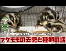 【 #おつモモンガ 】フクロモモンガの朝散歩 2024/12/23 のハイライト：去勢の話とフクモモの種類の話 【 #ハイライト   】