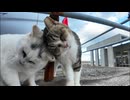 人懐っこいΛ猫と人には触ってほしくないキジ白猫ちゃん #猫 #猫島