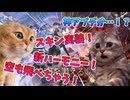 【鳴潮】　Ver2.0リナシータの新情報で歓喜する猫。　＃猫ミーム　＃猫マニ