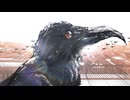 【オリジナル曲セルフカバー】カラス / おだんご