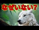 南米にオオカミがいない理由がこちら【解説動画】