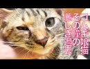 コムギ娘猫、その瞳に映る悲しき過去