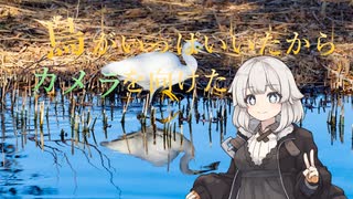 鳥がいっぱいいたからカメラを向けた