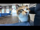 切符売り場の猫、人が来るとロッカーの上から降りてきてモフられに来る #猫 #猫島