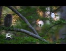 鳥の種類と生態　小林征司｜オオコノハズク