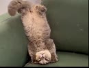 ホモと見るニャニ見てるんだよ