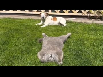 ホモと見る平和な世界