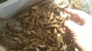 大豆の種とり作業やった
