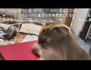 （大仏）紅白歌枠合戦参加者アワードシール許可どり作成放送（2024/12/20）