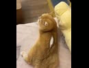 ホモと見る背中のチャックを閉め忘れた猫