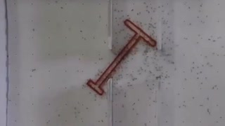パズルを解くアリの集合知