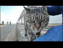 最初は逃げようとしたけどやっぱりモフられにきた猫島の猫