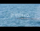 A humpback whale surfaces and blows