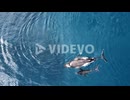 Aerial View Of Humpback Whales Swimming In Blue Ocean - Humpback Whales Blowing Water