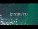 Humpback Whale Swims At Oudekraal Beach In Cape Town, South Africa