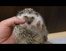 【観賞用】マッサージされてぐっすり眠るハリネズミ□【Healing】
