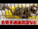 【 #おつモモンガ 】フクロモモンガの朝散歩 2024/12/26 のハイライト：去勢手術後の処置や配信の話 【 #ハイライト   】