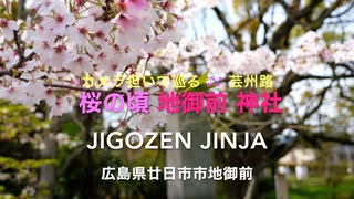 Voicepeak カメラ担いで巡る♪♪ 芸州路６　「桜満開の頃　地御前神社参拝」　広島県廿日市市地御前