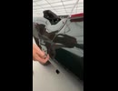 $100,000,000 Car Doors - MrBeast Short Video 24