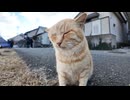 道端に座っていたキジトラ猫を撫でると後から茶トラ猫も撫でられに来た #猫 #猫島