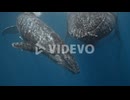 Swimming With Whales In The Kingdom Of Tonga