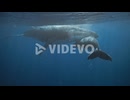Humpback Whales In Tonga