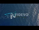 Aerial view following Humpback whale family - cenital, drone shot