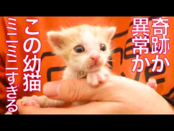 あり得ないミニミニ幼猫、保護されてやってくる