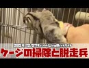 【 #おつモモンガ 】フクロモモンガの朝散歩 2024/12/27 のハイライト：ケージの掃除の話と朝散歩のあと隠れた子の話 【 #ハイライト   】
